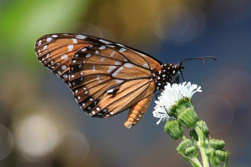 Danaus eresimus plexaure